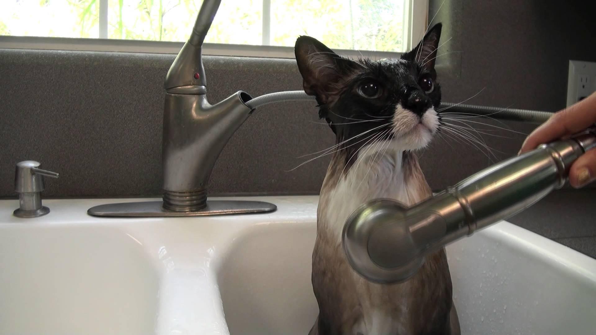 Купание кошек