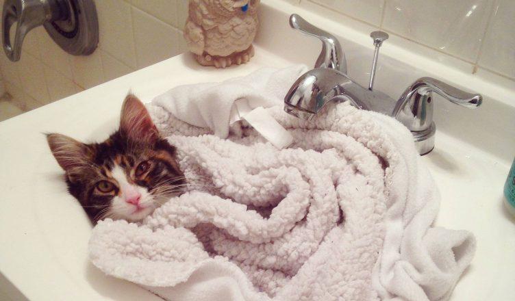 How to Bathe a Cat