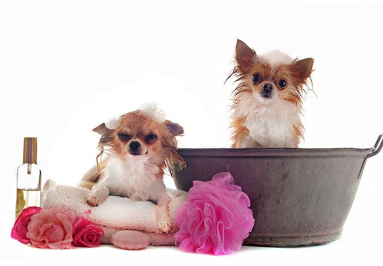 FELIX DOGS